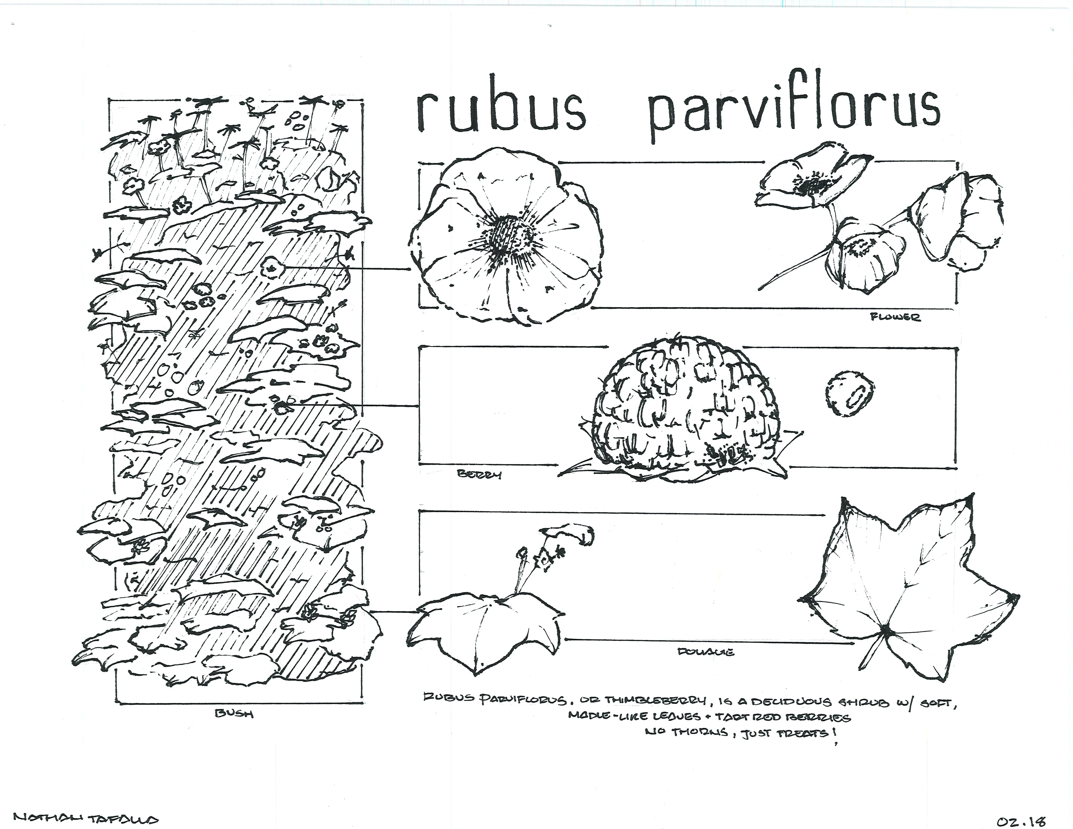 Hand-sketched artwork depicting the Thimbleberry (rubus parviflorus) bush, flower, berry, and foliage.